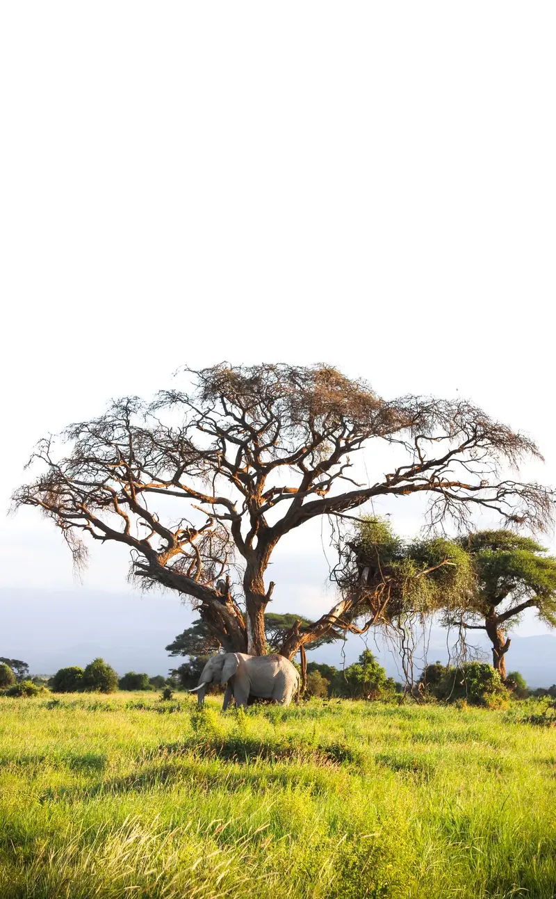 An elephant beneath an acacia tree on the African savanna
