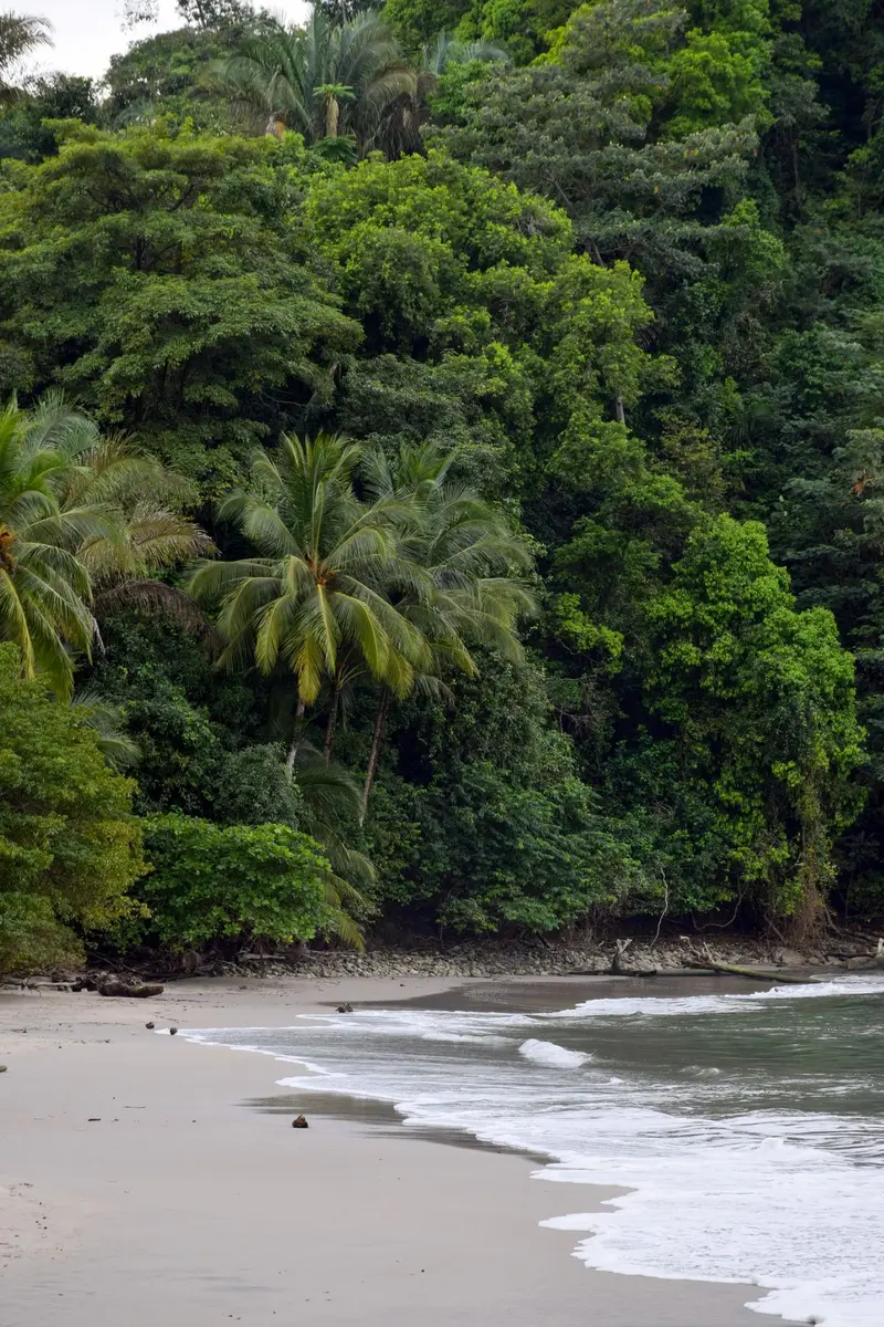 Rainforest meeting a sandy beach in Costa Rica