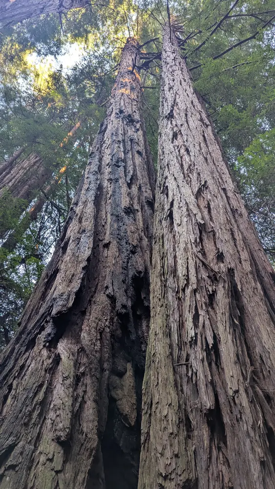 Towering redwoods in Muir Woods, California