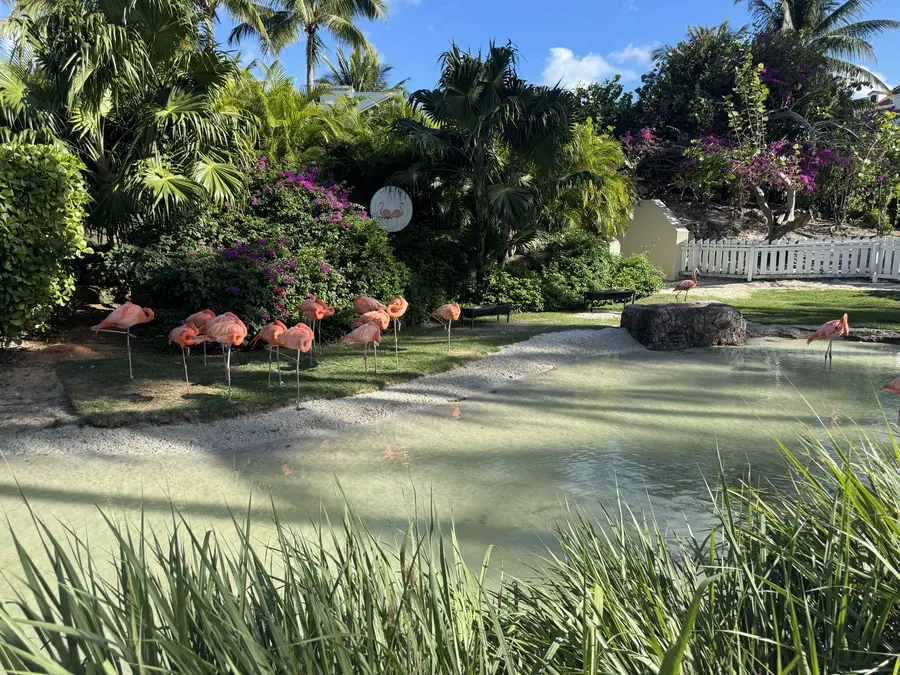 Pink flamingos beside a lagoon in a lush tropical garden