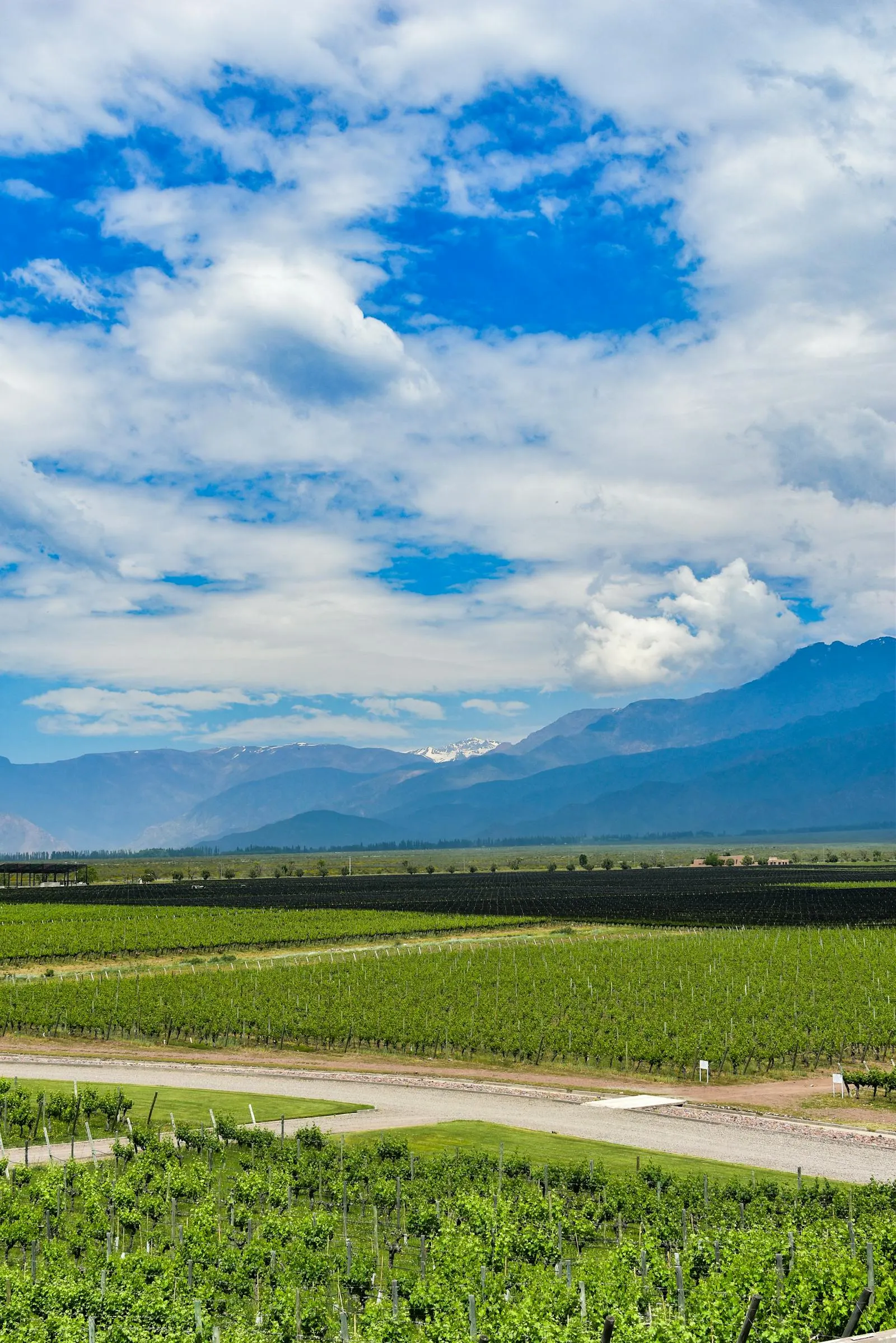Rows of vineyard with the Andes mountains rising behind them