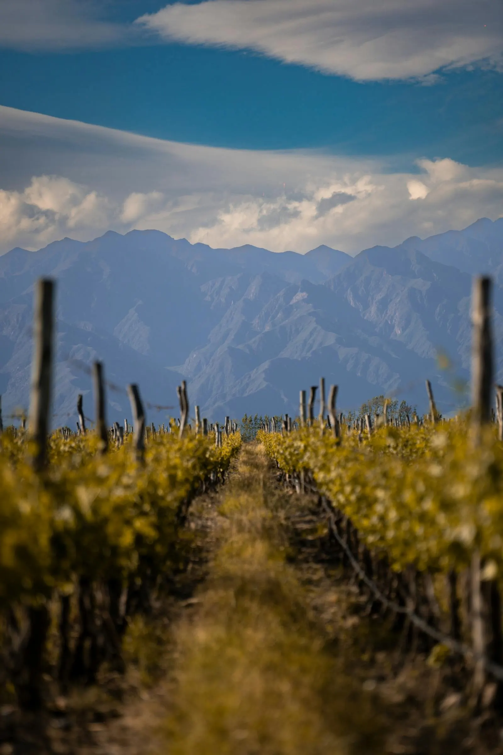 Long rows of vineyard stretching toward the Andes mountains